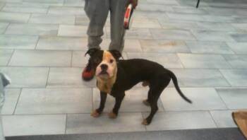 STREET -  Pit Bull Terrier Dog for Adoption in Charlotte, North Carolina - STREET | PetCurious