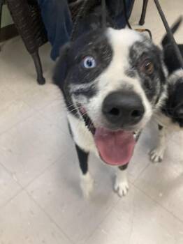 Cujo -  Border Collie and Mixed Breed Dog for Adoption in Burnsville, North Carolina - Cujo | PetCurious