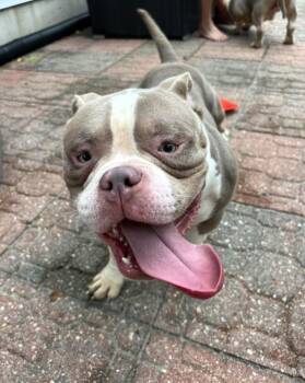 Mayhem -  American Staffordshire Terrier Dog for Adoption in Merrillville, Indiana - Mayhem | PetCurious