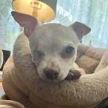 Pumpkin -  Chihuahua and Mixed Breed Dog for Adoption in Atlanta, Georgia - Pumpkin | PetCurious