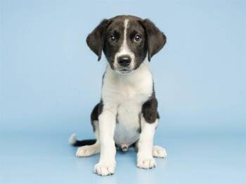 BIG FELLA -  Border Collie and Mixed Breed Dog for Adoption in Phoenix, Arizona - BIG FELLA | PetCurious