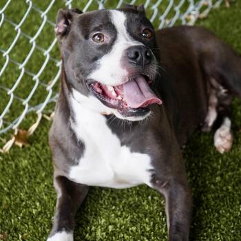 Jafar -  Pit Bull Terrier and Mixed Breed Dog for Adoption in Tuscaloosa, Alabama - Jafar | PetCurious