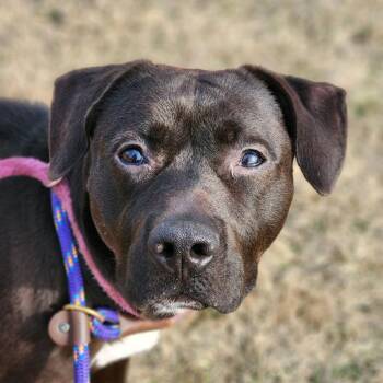 Terrier Dogs Available for Adoption in St. Peters, Missouri - Prim | PetCurious