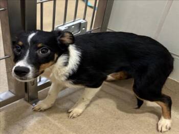 PURPLE -  Border Collie Dog for Adoption in Derwood, Maryland - PURPLE | PetCurious