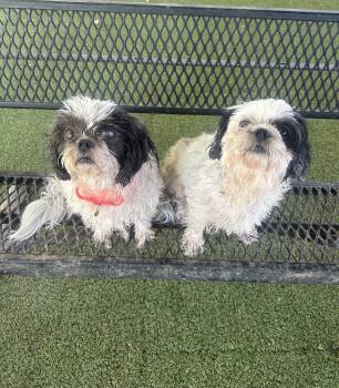 Tawny -  Shih Tzu Dog for Adoption - Tawny | PetCurious