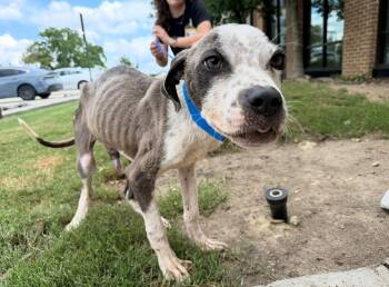 Slim Jim -  Terrier and Bulldog Dog for Adoption in New Orleans, Louisiana - Slim Jim | PetCurious