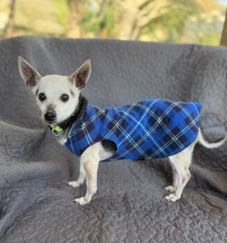 Rescue Chihuahua Dogs for Adoption in Sandy Springs, Georgia - Sadie | PetCurious