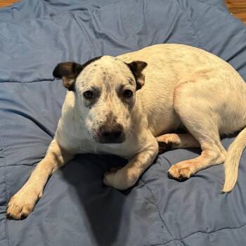 Maybel -  Pit Bull Terrier and Australian Cattle Dog Blue Heeler Dog for Adoption in Beaumont, Texas - Maybel | PetCurious