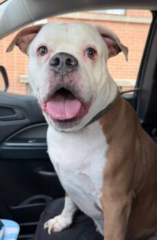 Diesel -  Pit Bull Terrier and Mixed Breed Dog for Adoption in Saint Clairsville, Ohio - Diesel | PetCurious