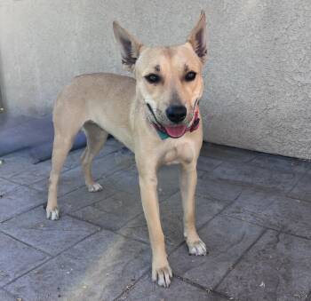 Rescue Mixed Breed Dogs for Adoption in Murrieta, California - Nola | PetCurious