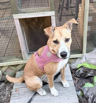 Precious little pretty Sasha -  Hound Dog for Adoption in Charlottesville, Virginia - Precious Little Pretty Sasha | PetCurious