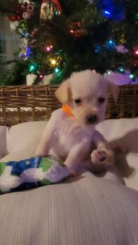 Rescue Chihuahua and Schnauzer Dogs for Adoption in Los Angeles, California - Mayor | PetCurious