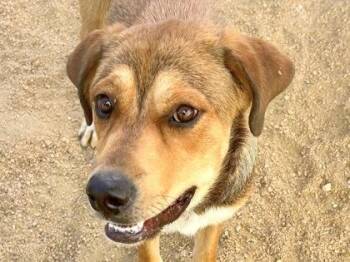 Catwoman -  Mixed Breed Dog for Adoption in Georgetown, Texas - Catwoman | PetCurious