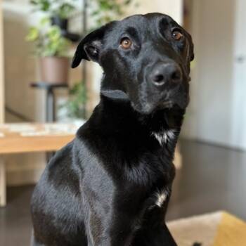 Rescue Labrador Retriever Dogs for Adoption - Barkley | PetCurious