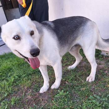 Siberian Husky and German Shepherd Dog Dogs Available for Adoption - Coconut Rum | PetCurious