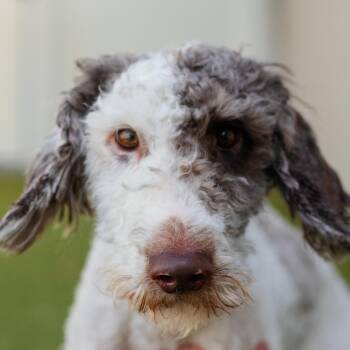 CAMDEN -  Labradoodle Dog for Adoption in Cranston, Rhode Island - CAMDEN | PetCurious