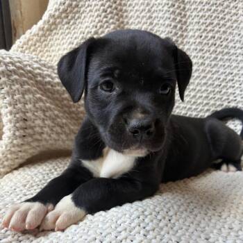 Natty -  Labrador Retriever and Mixed Breed Dog for Adoption - Natty | PetCurious