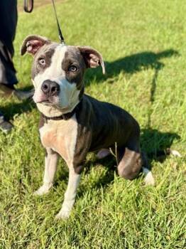 HOLLIS -  American Staffordshire Terrier Dog for Adoption in York, South Carolina - HOLLIS | PetCurious