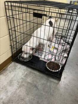 BUSTER -  Pit Bull Terrier and Mixed Breed Dog for Adoption in Texas City, Texas - BUSTER | PetCurious