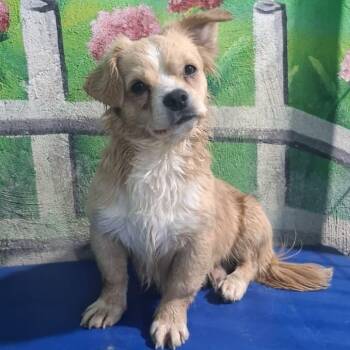 Mr. Cutie Pie Toby -  Tibetan Spaniel and Cairn Terrier Dog for Adoption in Ridgefield, Washington - Mr. Cutie Pie Toby | PetCurious