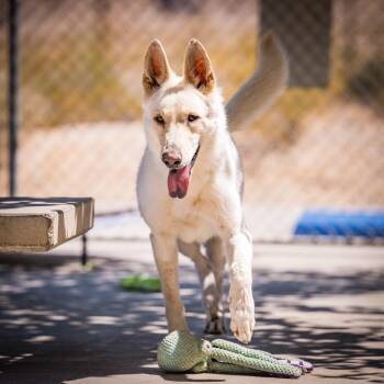 Loki -  Shepherd Dog for Adoption in Twentynine Palms, California - Loki | PetCurious