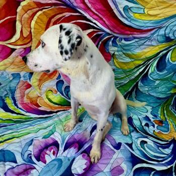 Arlo -  Dalmatian and Mixed Breed Dog for Adoption in Franklin, North Carolina - Arlo | PetCurious