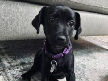 CHARLES -  Terrier Dog for Adoption in Palo Alto, California - CHARLES | PetCurious