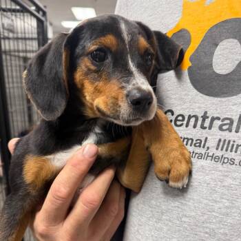 June -  Beagle and Hound Dog for Adoption in Normal, Illinois - June | PetCurious