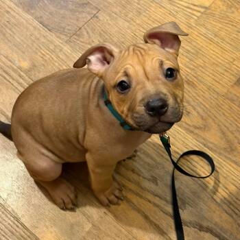 Sploot -  Pit Bull Terrier Dog for Adoption in Fountain Hill, Pennsylvania - Sploot | PetCurious