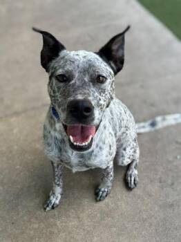 Speedo -  Cattle Dog and Mixed Breed Dog for Adoption in Gainesville, Florida - Speedo | PetCurious