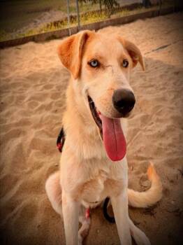 HANK -  Anatolian Shepherd Dog for Adoption in Salinas, California - HANK | PetCurious