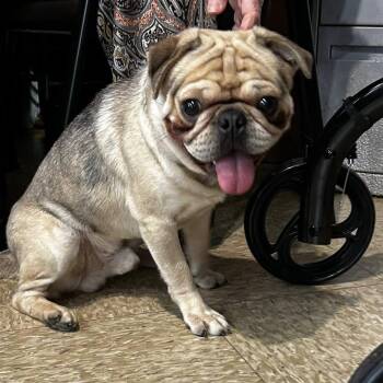 English Bulldog and Pug Dogs Available for Adoption - Bottega | PetCurious