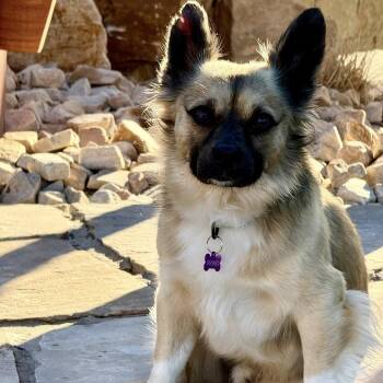 Mixed Breed Dogs Available for Adoption - LEROY | PetCurious