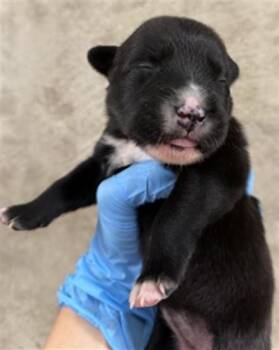 NIBBLES -  Labrador Retriever and Mixed Breed Dog for Adoption in San Bernardino, California - NIBBLES | PetCurious