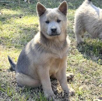 Chow Chow Dogs Available for Adoption - Fawnie | PetCurious