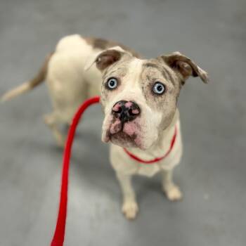 Zelda -  Pit Bull Terrier Dog for Adoption in Philadelphia, Pennsylvania - Zelda | PetCurious