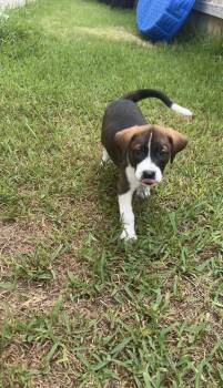 Shine -  Labrador Retriever Dog for Adoption in The Woodlands, Texas - Shine | PetCurious