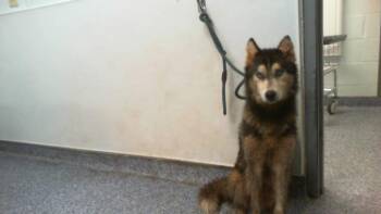 Siberian Husky Dogs Available for Adoption in Charlotte, North Carolina - AKIRA | PetCurious