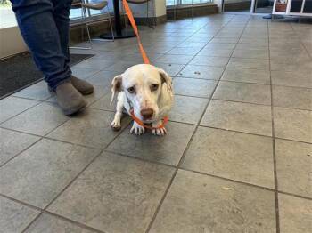Hound Dogs Available for Adoption in San Antonio, Texas - HUDSON | PetCurious