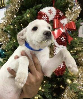 A1833690 -  Terrier Dog for Adoption in Riverside, California - A1833690 | PetCurious