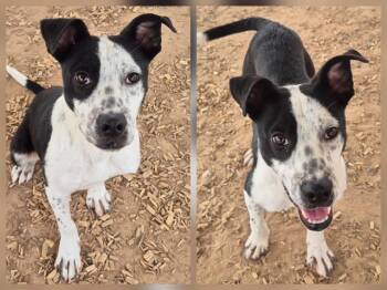 FLASH -  Australian Cattle Dog Blue Heeler and Border Collie Dog for Adoption in Albuquerque, New Mexico - FLASH | PetCurious