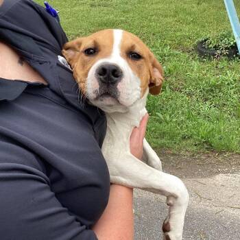 Sammy -  Mixed Breed Dog for Adoption in Little Rock, Arkansas - Sammy | PetCurious