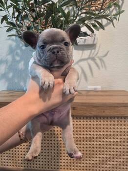 Pete -  French Bulldog Dog for Adoption in Penryn, California - Pete | PetCurious