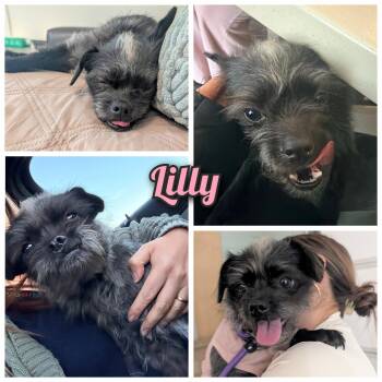 Affenpinscher and Pug Dogs Available for Adoption - Lilly  | PetCurious