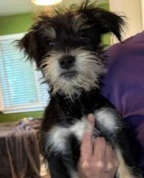 Shih Poo and Chihuahua Dogs Available for Adoption in Pasco, Washington - Dallas | PetCurious