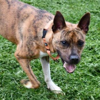 Terrier and Labrador Retriever Dogs Available for Adoption in Johnson City, Tennessee - Remi | PetCurious