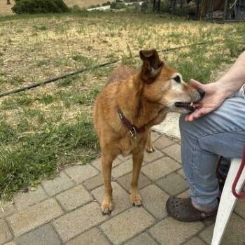 Sunshine T -  German Shepherd Dog Dog for Adoption in San Juan Bautista, California - Sunshine T | PetCurious