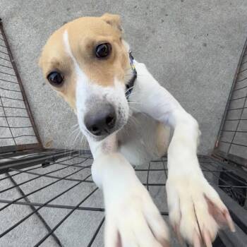 Jack Russell Terrier Dogs Available for Adoption - Glenda | PetCurious