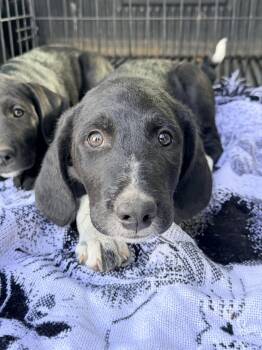 Birch -  Australian Shepherd and Hound Dog for Adoption in Polson, Montana - Birch | PetCurious