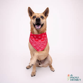 Rescue Shepherd Dogs for Adoption in Winnabow, North Carolina - Ranger | PetCurious